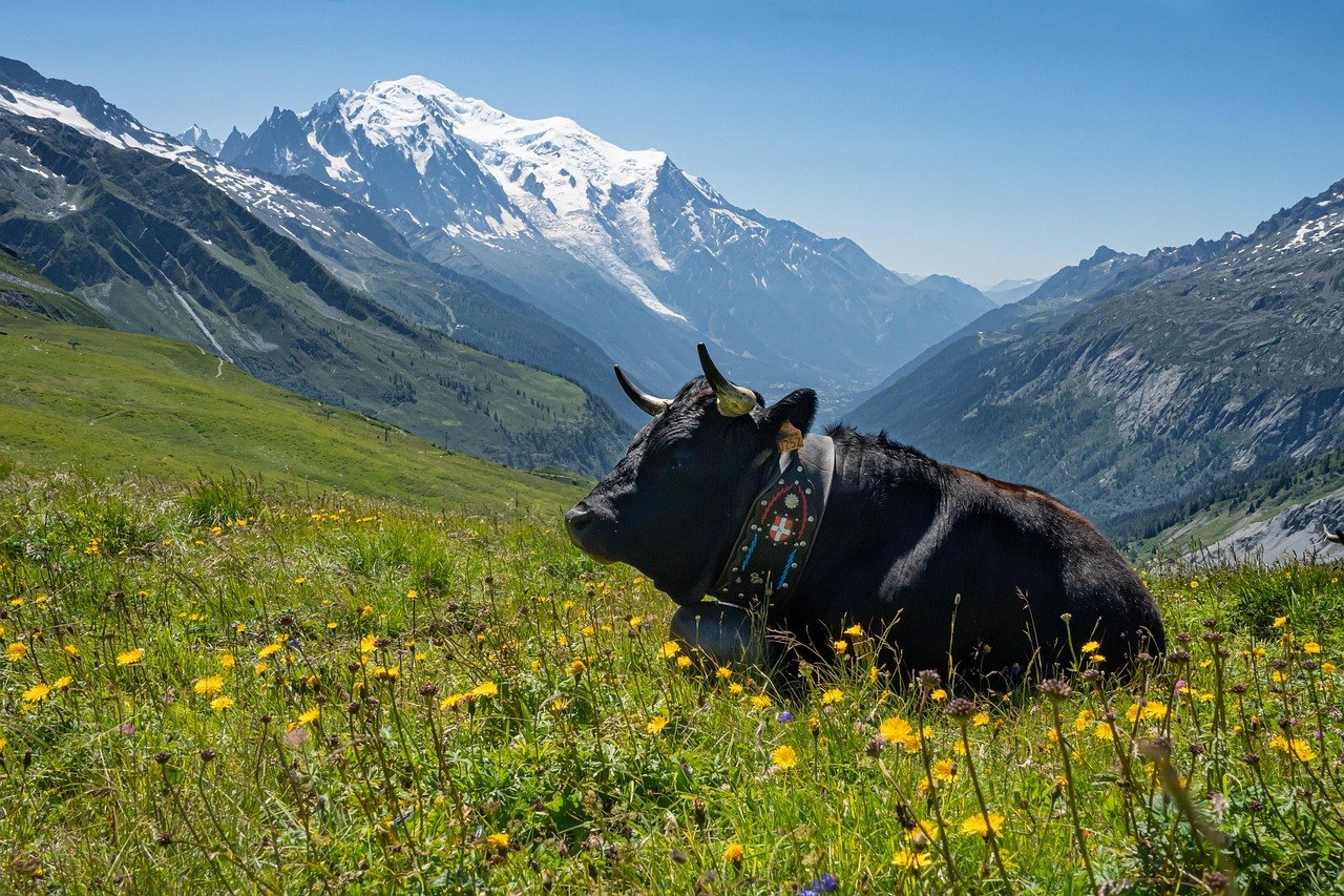 A cow on an alpine meadow facing Mont Blanc
