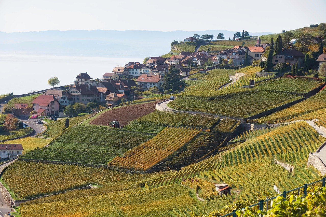Les vignes en terrasses du Lavaux au-dessus de Rivaz